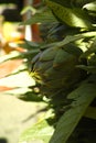 Fresh green artichokes flower heads with leaves ready to cook se Royalty Free Stock Photo