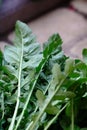 Fresh green arugula leaves Royalty Free Stock Photo