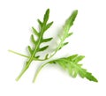 Fresh green arugula leaves Royalty Free Stock Photo