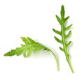 Fresh green arugula leaves Royalty Free Stock Photo