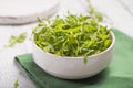 Fresh green arugula leaves on white bowl, rucola rocket salad on wooden rustic background with place for text. Selective focus, Royalty Free Stock Photo