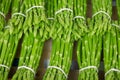 Fresh green asparagus in bundles decorated at the weekly market Royalty Free Stock Photo