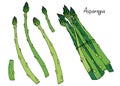 Fresh green asparagus illustration, healthy vegetable bundle and stalks isolated on white Royalty Free Stock Photo
