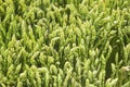 Fresh green asparagus with selective focus. Spring seasonal vegetables. Bunch of organic ripe asparagus. Sprouts of delicious Royalty Free Stock Photo