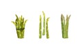 Fresh green asparagus stems set. Bound bunches and scattered stalks of raw vegetables vector illustration