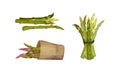 Fresh green asparagus stems set. Bound bunches and stalks in paper bag vector illustration