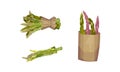 Fresh green asparagus stems set. Bunches of raw asparagus in paper bag vector illustration