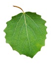 Fresh green aspen leaf with stem Royalty Free Stock Photo