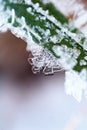 Fresh green autumn plant with frozen snow flake close-up