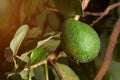 Fresh green avocado fruit wit dew Royalty Free Stock Photo