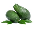 Fresh green avocado fruits