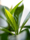 Fresh, green avocado leaves close-up. Avocado tree grown at home Royalty Free Stock Photo