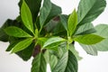 Fresh, green avocado leaves close-up. Avocado tree grown at home Royalty Free Stock Photo