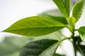 Fresh, green avocado leaves close-up. Avocado tree grown at home Royalty Free Stock Photo