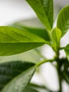 Fresh, green avocado leaves close-up. Avocado tree grown at home Royalty Free Stock Photo