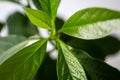 Fresh, green avocado leaves close-up. Avocado tree grown at home Royalty Free Stock Photo