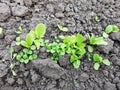 Fresh green baby salad