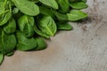 Fresh green baby spinach bundle. Vegetable. Long banner format. top view