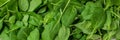 Fresh green baby spinach bundle. Vegetable. Long banner format. top view