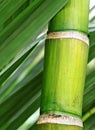 Fresh green bamboo