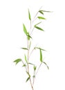 Fresh green bamboo branch with leaves isolated on white background Royalty Free Stock Photo