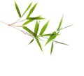 Fresh green bamboo branch with leaves  isolated on white background Royalty Free Stock Photo