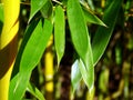 Fresh green bamboo leaves and yellow blurry stems