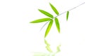 Fresh green bamboo leaf Royalty Free Stock Photo