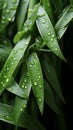 Fresh green bamboo leaves with raindrops, close up. Vertical image. Royalty Free Stock Photo