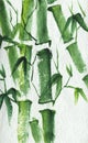Fresh green bamboo stems with leaves painted with watercolors