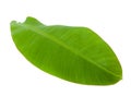 Fresh Green Banana Leaf Royalty Free Stock Photo