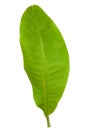 Fresh Green Banana Leaf Royalty Free Stock Photo