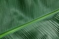 Fresh green banana leaf as background, closeup Royalty Free Stock Photo