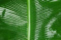 Fresh green banana leaf as background, closeup Royalty Free Stock Photo
