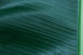 Fresh green banana leaf as background, closeup Royalty Free Stock Photo