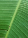 Fresh green banana leaf background texture.