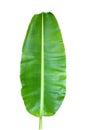 Fresh green banana leaf diagonally on the left corner And the long stems with beautiful details resting on a white background Royalty Free Stock Photo