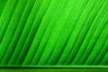 Fresh green banana leaf surface structure extreme macro closeup photo with midrib on the lower side of the frame Royalty Free Stock Photo