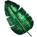 Fresh green banana leaf , watercolor illustration Royalty Free Stock Photo