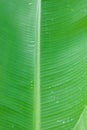 Fresh green banana leaf with waterdrop and close up texture