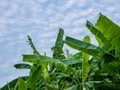 Fresh green banana leaves branch against sky.