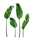 Fresh green banana leaves set isolated on white background Royalty Free Stock Photo