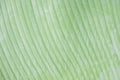 Fresh green banana leaves texture Royalty Free Stock Photo