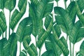 Fresh green banana leaves on white background. Tropical greenery seamless pattern Royalty Free Stock Photo