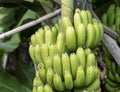 Fresh green bananas on the tree Royalty Free Stock Photo