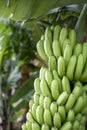 Fresh green bananas on the tree Royalty Free Stock Photo