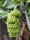 Fresh green bananas on the tree Royalty Free Stock Photo