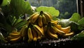 Fresh green bananas, a tropical delight for healthy eating and refreshment generated by AI