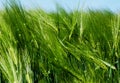 Fresh green barley field close-up with blue spring sky Royalty Free Stock Photo