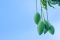 Group of fresh green barracuda mango bouquet fruit hanging on branch tree. isolated on blue sky blackground. sweet and delicious o